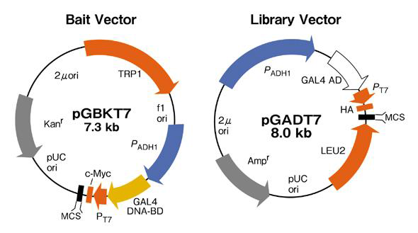 Library vector(pGADT7)과 bait vector(pGBKT7)의 플라스미드 map.