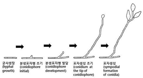 벼도열병균의 포자생성 과정