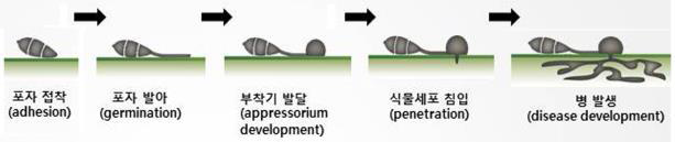 포자에 의한 병 발생 경로