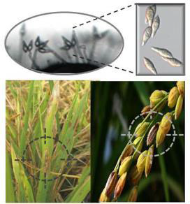 연구목표: 벼도열병균의 포자 생성에 관여하는 유전자 기능분석