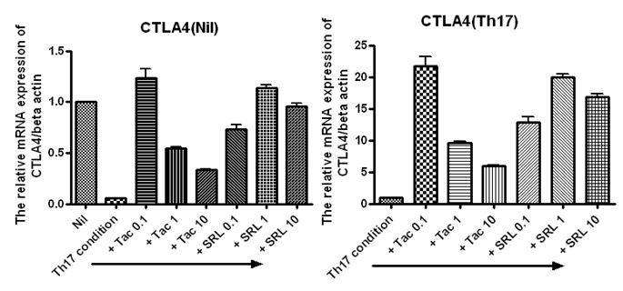 mTOR경로 차단에 의한 CTLA4표현의 증가