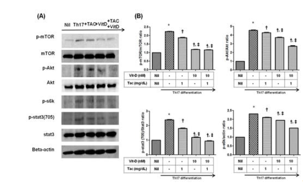 1α,25 vitamin D3에 의한 mTOR/STAT3 경로의 억제