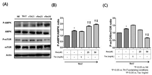 Resveratrol에 의한 AMPK induction과 mTOR의 suppression