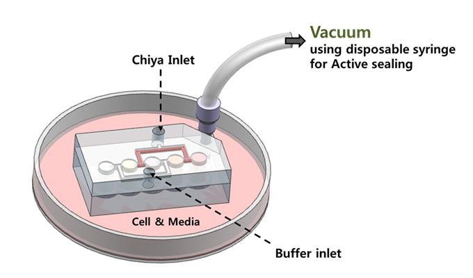 미세유체역학 세포 칩 내 계열 희석 모듈을 이용한 독성 테스트 수행