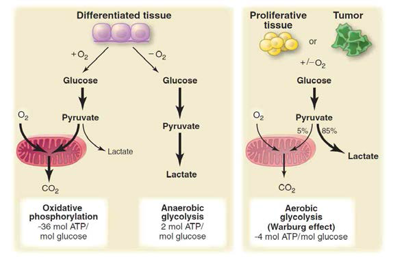 Oxidative phosphorylation, anaerobic glycolysis,aerobic glycolysis. (Science 2009, 324:1029 )