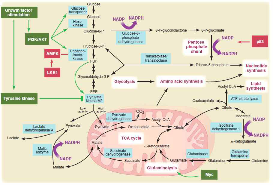 Oncogene(green) 및 tumor suppressor gene(red)에 의한 분열 중인 세포의 대사조절은 glycolysis, oxidative phosphorylation, pentose phosphate pathway, glutamine metabolism의 조절을 통해 이루어짐. Myc은 glutamine metabolism을 유도하고 NADPH를 생산함. LKB1/AMPK signaling과 p53은 cell stress에 대한 반응으로 glycolysis를 통해 metabolic flux를 감소시킴. (Science 2009,324:1029 ).