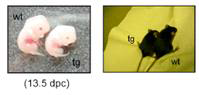 PTEN tansgenic mice (tg)의 배아는 wild-type (wt)에 비해 body size가 줄고 (좌), 성체에서도 마찬가지 결과를 보임 (우). 이러한 결과는 cell number의 감소로 인한 것임(Cell 2012. 149:49)