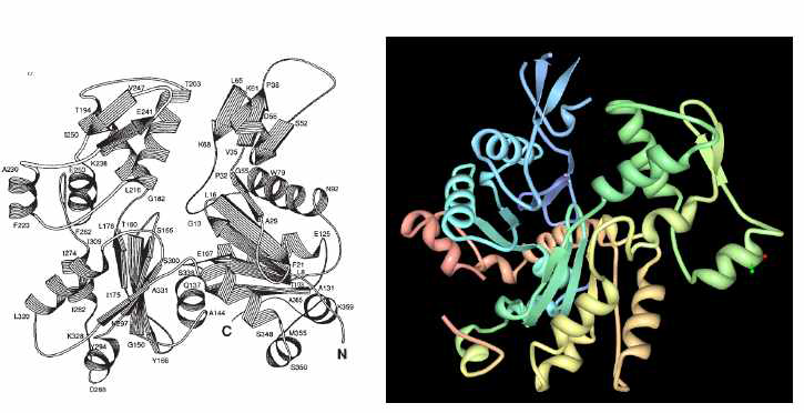 actin fiber 를 이루는 빌딩블록인 g-actin 의 crystal structure 와 이의 단순화된 구조. 단백질의 구조를 단순화 시키면 g-actin 의 구조는 helix, β-sheet, turn 등으로 이루어짐을 알 수 있다.