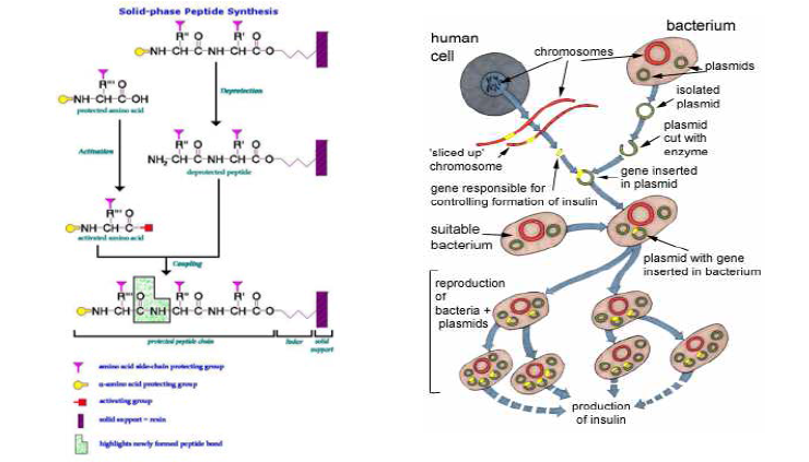 Solid-phase synthesis 와 genetic engineering 을 이용한 insulin 의 합성