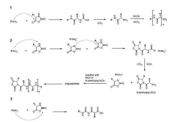 1. Primary amine 을 이용한 NCA 의 개환중합 반응을 이용한 폴리펩타이드의 합성, 2.