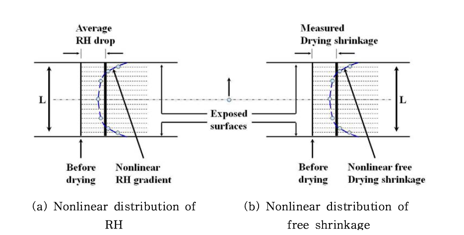 Nonlinear distribution of RH and free shrinkage