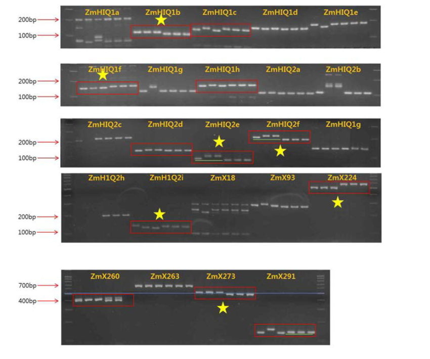 Polymorphism between recurrent parents and haploid inducer lines.Line order: Mo17, B73, PHR47, RWS and RKW-47 (from left to right)Yellow star marker indicates candidate polymorphic markers.