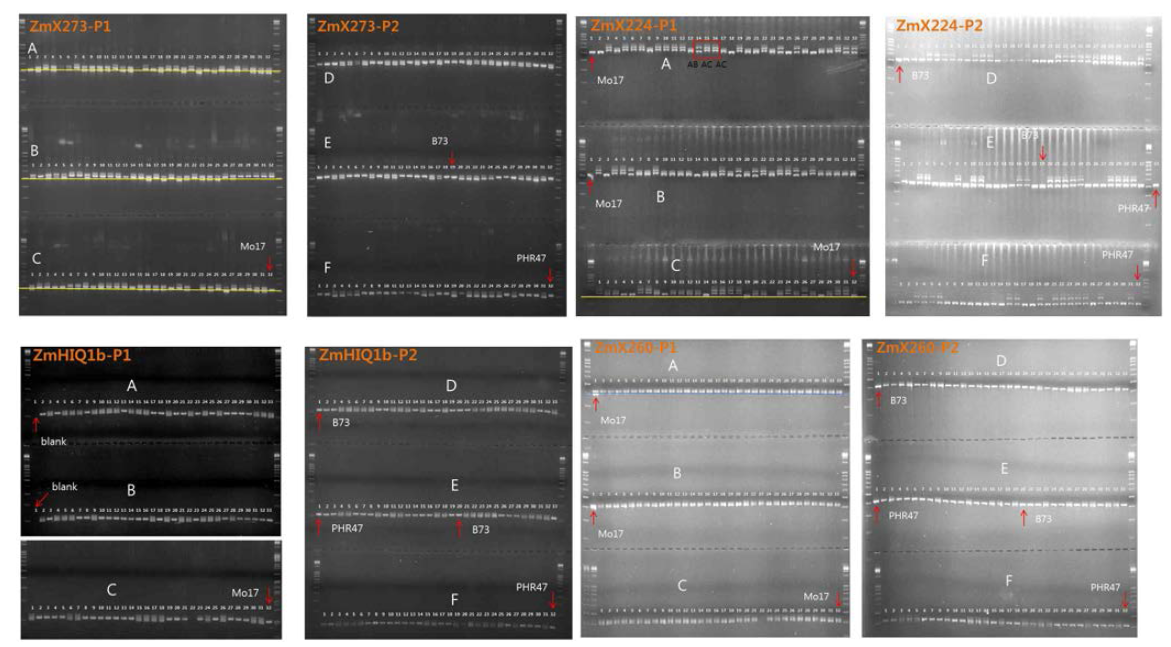 Genotype screening of BC1F1 individual plants by selected polymorphic markers.