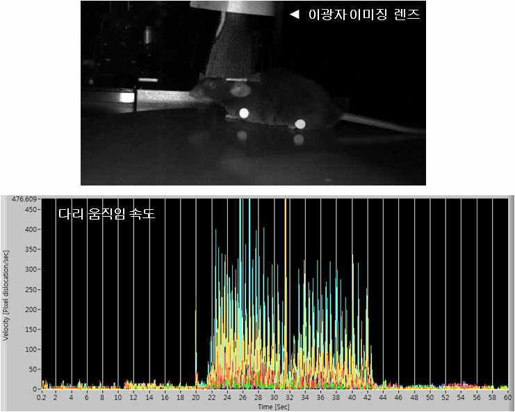 위) 생체내 투포톤 이미징 도중에 적외선 카메라로 실시간 촬영한 마우스 행동 이미지 (아래) 실시간으로 기록한 다리의 움직임의 속도변화