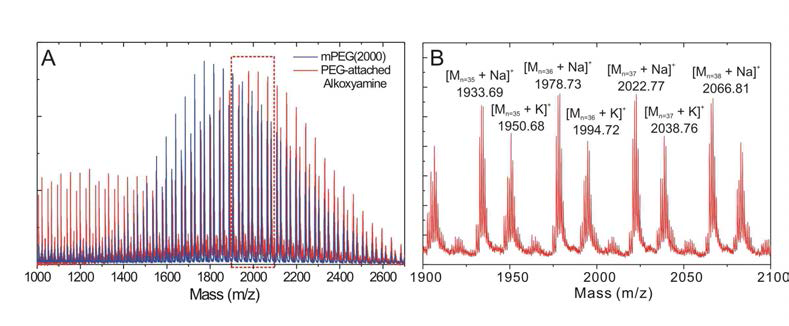 mPEG으로 변형된 Alkoxyamine 라디칼 개시제의 질량분석 결과. (A) Alkoxyamine 라디칼 개시제를 접합하기 전과 후의 mPEG 고분자의 질량 분포 변화. Alkoxyamine과 mPEG의 접합 후, Alkoxyamine의 분자량 (~300 Da)만큼 질량 분포가 증가함을 확인할 수 있다. (B) 그림 (A)의 붉은 점선 박스 영역을 확대한 mPEG-alkoxyamine macroinitiator의 질량 스펙트럼.