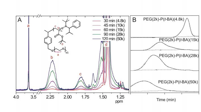 고분자 중합 반응 시간에 따른 mPEG-P(t-BA) 블록-공중합체의 분자량 제어 결과. (A) 합성된 고분자 중합체의 1H-NMR 스펙트럼. mPEG 블록의 ‘a’ proton peak을 기준으로 반응 시간에 따른 ‘b’와 ‘c’ 의 proton peak의 integration을 통하여 중합된 P(t-BA) 블록의 크기(Degree of Polymerization, DP)를 결정 할 수 있다. (B) P(t-BA) 블록의 크기에 따른 Gel-Permeation Chromatography (GPC) 크로마토그램.