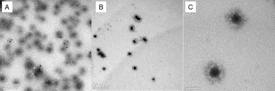 백금-고분자 나노 구조체의 투과 전자 현미경 사진. (A) PAA(11k)-PEG(2k) 블록-공중합체와 (B, C) PAA(1.7k)-PEG(2k) 블록-공중합체로 형성된 나노 구조체. 전자밀도가 큰 백금 이온으로 구성된 Core와 PEG로 구성된 Shell 영역이 뚜렷이 구분되어 나타난다.