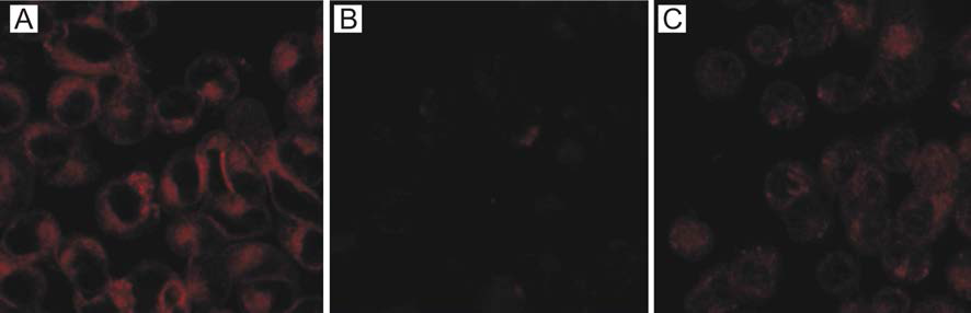 인간 후두암 KB cell 세포주를 대상으로 한 공초점 레이저 주사 형광 현미경을 통한 산화비소의 세포 흡수과정 관찰 결과. (A) 엽산으로 표면 처리된 나노입자에 노출된 암세포, (B) 엽산으로 표면처리된 나노입자와 과량의 엽산 단분자 혼합물에 노출된 암세포 (C) 엽산이 없는 나노입자 대조군에 노출된 암세포.