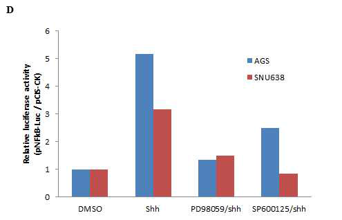 위암세포주에서 shh –MAPkinase신호전달에 따른 NFkB promoter assay