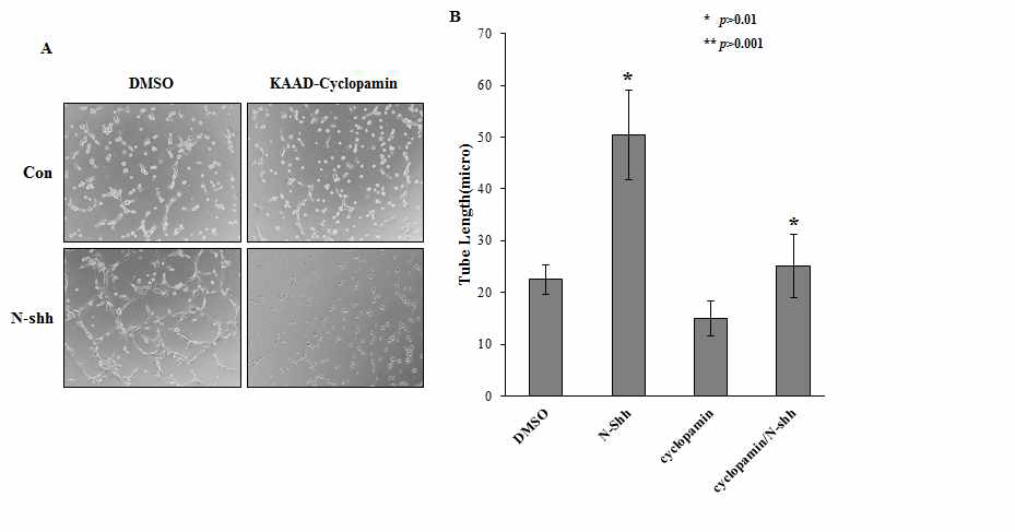 HMVEC 세포주에서 Shh 신호전달에 의한 microvascular 형성 확인