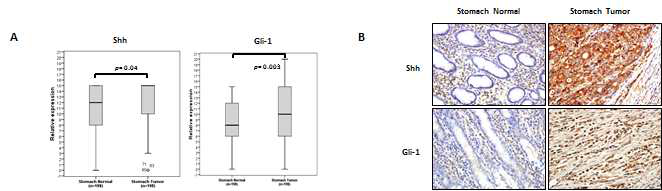 정상조직과 위암 조직에서의 Shh, Gli1의 발현을 조직면역염색방법으로 확인