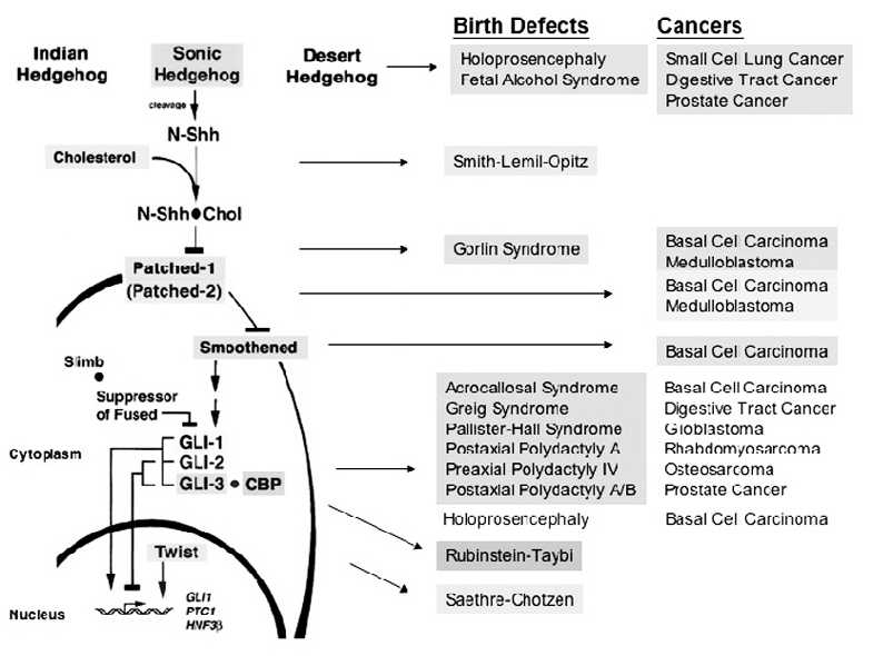사람의 Shh 신호전달 경로 및 그와 연관된 질병