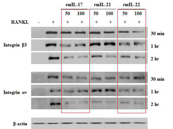 IL-17,21,22 처리 시 파골세포 분화의 주요 마커의 발현