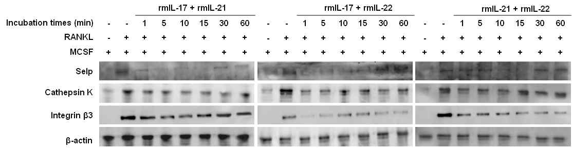 IL-17+21, 17+21, 21+22 처리 시간에 따른 파골세포의 분화 marker와 Selp의 발현변화 관찰