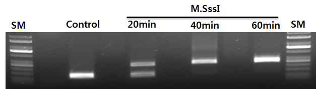 Nanog promoter를 in vitro methylation한 후 HpaII enzyme으로 처리하 여 확인함