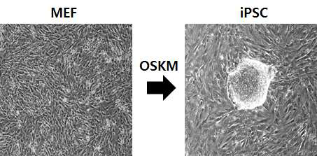 MEF에서 iPS cells를 형성하는 reprogramming 과정