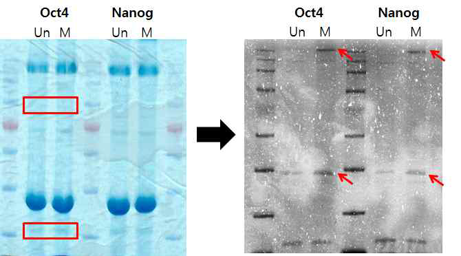 Coomassie blue staining을 통해 biotin-streptavidin assay조건을 optimization