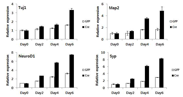 DNMT3A/3B double knockout MEF를 이용한 direct conversion과 정에서 neuronal markers의 발현변화