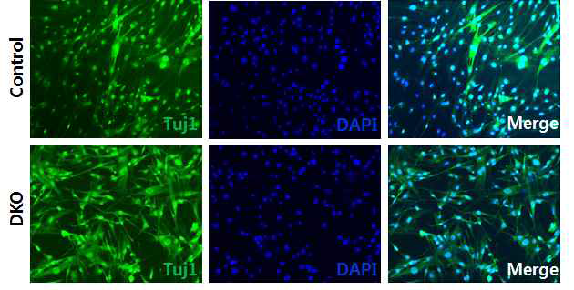 iN cells를 immunostaining으로 분석