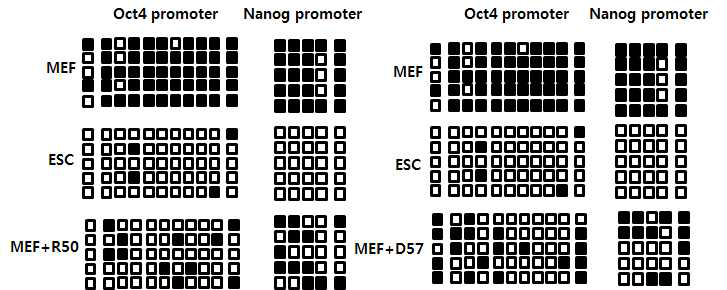 Bisulfite sequencing 결과