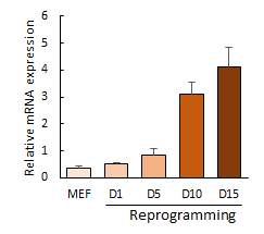 Reprogramming 과정중 RAD50의 expression 변화