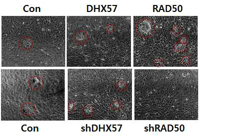 DNA demethylase overexpression 과 knockdown 통한 iPSC morphology