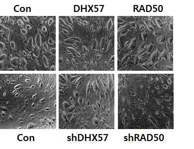 배아줄기세포에서 DNA demethylase overexression과 knockdown morphology