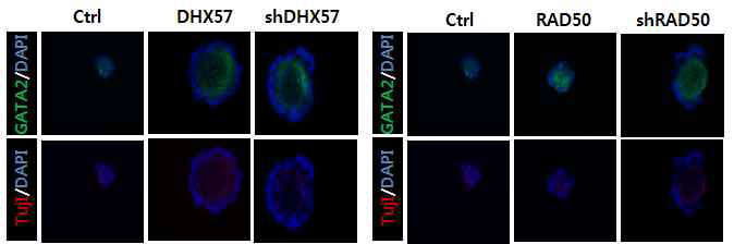 Embryoid body의 immunostaining 통한 protein level 분화 확인