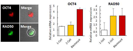 mouse early blastocysts 상에서의 OCT4, Rad50 expression 확인