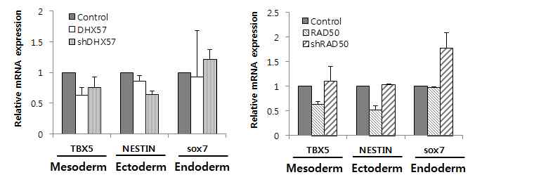 Real-time PCR을 통한 Embryoid body gene expression 분석