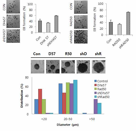 DNA demethylase overexpression, knockdown Embryoid body 크기, 갯수 비교