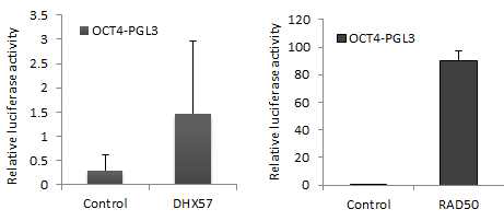 Luciferase assay를 통해 DNA demethylase 와의 OCT4 binding 확인