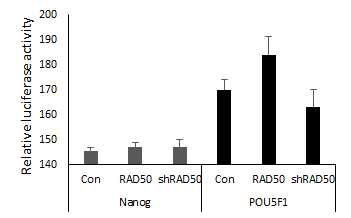 Luciferase assay를 통해 RAD50과 OCT4, Nanog 와의 binding 확인