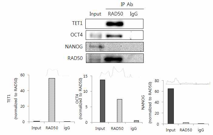 Western blot을 통해 RAD50 immunoprecipitation과 OCT4, TET1 과의 binding 확인