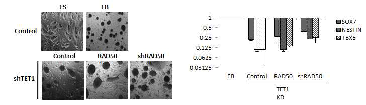 Morphology와 real-time PCR을 통해 TET1, RAD50과의 연관성 분석