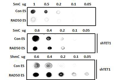 Dot-blot을 통해 methyl-cytosine hydroxy methyl cytosinse의 양상 확인