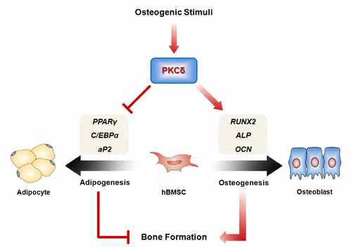 지방세포 및 조골세포 분화에서 PKCδ의 역할
