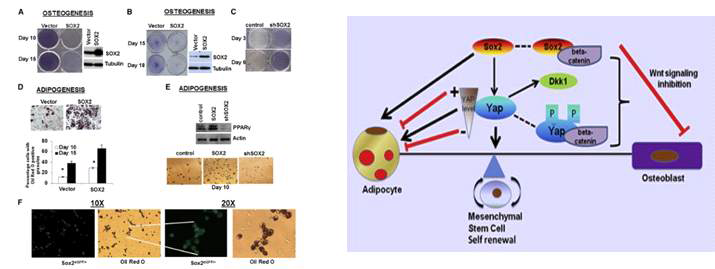 지방세포 및 조골세포 분화에서 SOX2의 역할