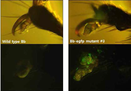 형광 유전자 (egfp)를 빌현하는 곤충병원성진균에 감염된 톱다리개미허리노린재 약충