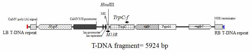 Lipase expression cassette가 포함된 T-DNA fragment